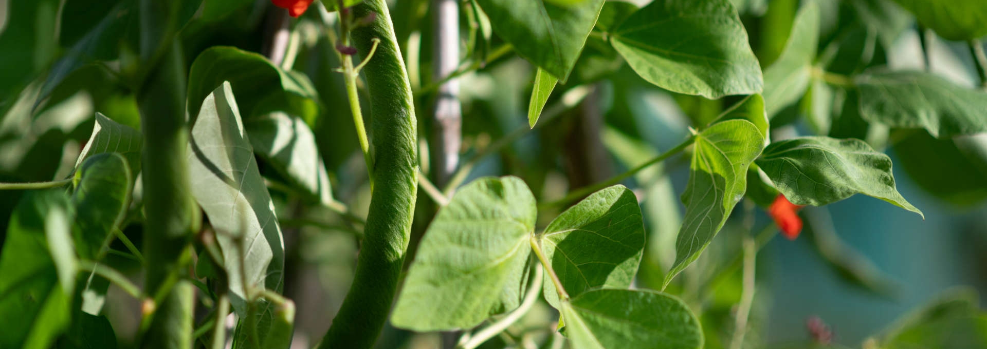 Bright green bean plant with red flowers and lush foliage in a garden setting.