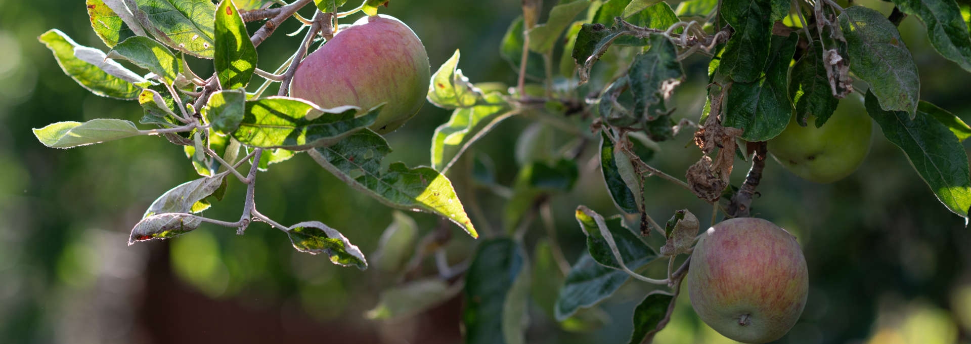 Apple tree with ripe apples in a garden, sunny day, Kidlington Parish Council.